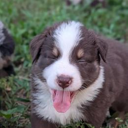 Newt - Red tri-color male Australian Shepherd puppy in Fort Myers, Florida from U Cross Australian Shepherds
