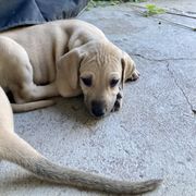 Sloughi Puppies from Almaboubin Sloughis