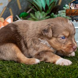 Canyon - male Toy Australian Shepherd puppy in Granbury, Texas from Best Little Aussies