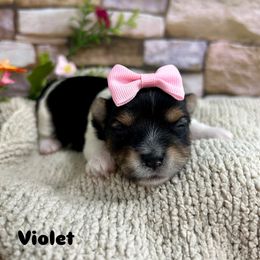 Violet - Black tan and white Biewer Terrier puppy in Winslow, Arkansas from Morning Glory Puppies