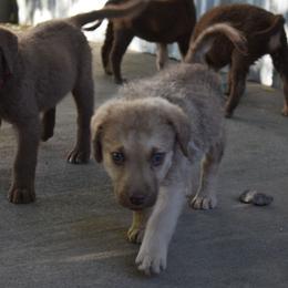 Pitaya(Dragon fruit) - Deadgrass male Chesapeake Bay Retriever puppy in Soap Lake, Washington from Desert Oasis Kennels