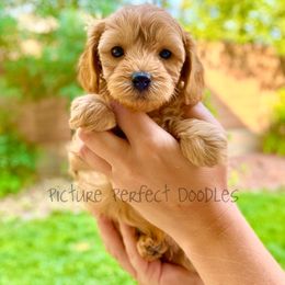 Yellow collar - Apricot male Cavapoo puppy in St George, Utah from Picture Perfect Doodles
