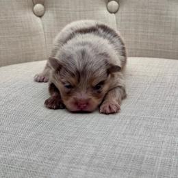 Treasure - Chocolate merle female Pomeranian puppy in Canandaigua, New York from Fingerlakes Pomeranians