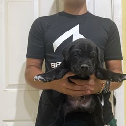 Pup 6 - Black male Cane Corso puppy in Kaufman, Texas from Phantom Corsos