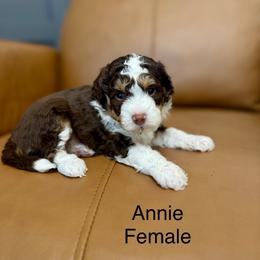 Mint Femle - Red tri-color female Assorted Doodle Crosses puppy in Springville, Utah from JW Doodles