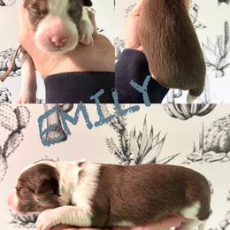 Emily - Red female Border Collie puppy in Sanger, California from Flying M Cactus Ranch Buddies