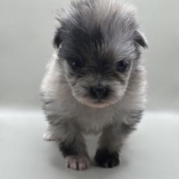 Boy 1 - Blue merle male Pomeranian puppy in Windham, Maine from New England Exotic Pomeranians