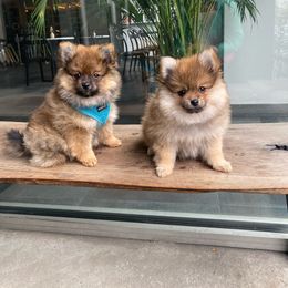 Pomeranian puppies from Tuft of Poms