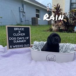 Female 1 - Black Labrador Retriever puppy in Orlando, Florida from Kychel Labradors
