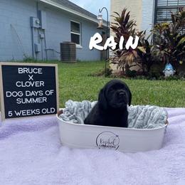 Female 1 - Black Labrador Retriever puppy in Orlando, Florida from Kychel Labradors