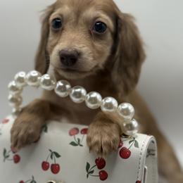 Latte - Cream female Dachshund puppy in Bartlesville, Oklahoma from Kippers Keepsake Dachshunds