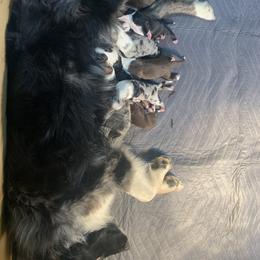 "Rivers 1st litter. " Australian Shepherd Puppies from Rusty Creek Aussies