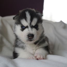 Ryker - Black and white male Siberian Husky puppy in Wiscasset, Maine from Running with Huskies
