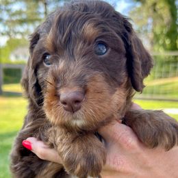 Bryce - Tri-color male Bernedoodle puppy in Draper, Utah from Salt City Farm