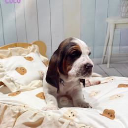 Coco - Black white and brown female Basset Hound puppy in Hodges, South Carolina from Blooming Basset