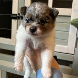 Faith - Blue merle female Pomeranian puppy in Waller (Northwest Of Houston), Texas from Blue Cottage Pomeranians