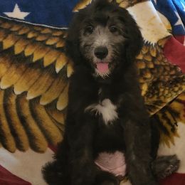 Goldendoodle Puppies from Country Pups Doodles