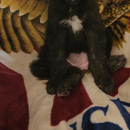 Goldendoodle Puppies from Country Pups Doodles