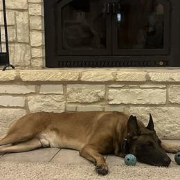 Belgian Malinois from Childress Creek Kennels