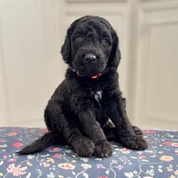 Tenderheart Bear- Orange Collar - Black male Goldendoodle puppy in Bay City, Texas from Charming Doods Goldendoodles