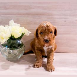 Peaches - Red  female Goldendoodle puppy in Kissimmee, Florida from Poodle Doodle Kennels