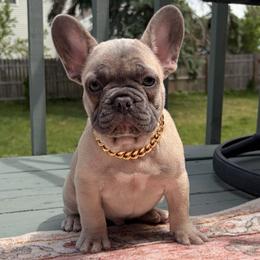Bruno - Fawn male French Bulldog puppy in Plano, Illinois from Velvet Fluffy Pups