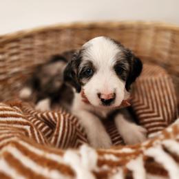 Grape - Blue merle and white male Sheepadoodle puppy in Tooele, Utah from Salt & Snow Pups