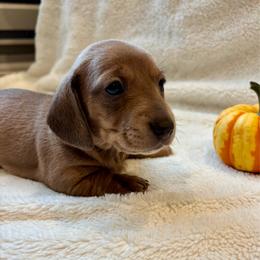 Mystic - Red female Dachshund puppy in Shelley, Idaho from Journey’s End Dachshunds