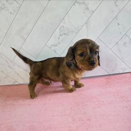 Boy 1 - Red male Dachshund puppy in Fallon, Nevada from Butterbean Dachshunds