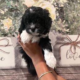 Maddy - Black and white female Cavapoo puppy in Riverview, Florida from Doodley Doo Doodles
