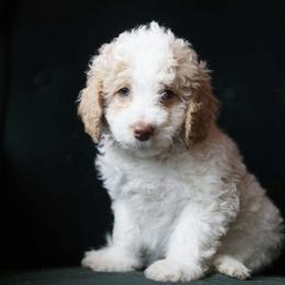 Alice - Cream female Aussiedoodle puppy in Millville, California from Hope Lane Kennels