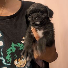 Pug puppies from Charming Cresteds Kennel