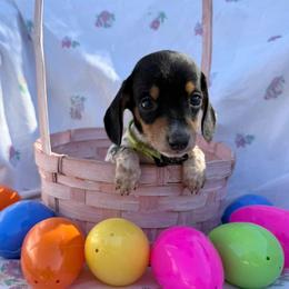 Puppy 5 - Black and tan male Dachshund puppy in Riverside, California from Saddle Up Dachshunds