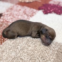 Hazel - Chocolate and tan female Dachshund puppy in Purdy, Missouri from Shotgun Pups