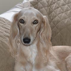 Salukis from Tamarisk Salukis