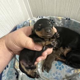 Dachshund Puppies from Johnson’s Weiner Farm