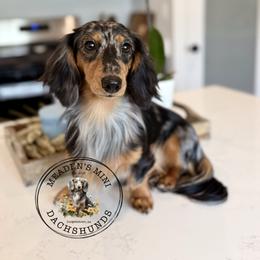 Saylor - Dachshund