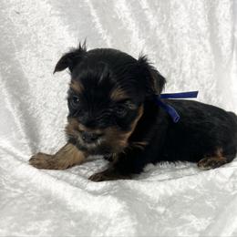 Teddy - Black and gold male Yorkshire Terrier puppy in California from All Star Yorkies