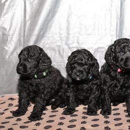 Poodle Puppies from Laminin Poodles