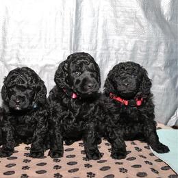 Poodle Puppies from Laminin Poodles