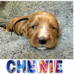 CHEWIE - Red  male Goldendoodle puppy in Minneapolis, Minnesota from The Golden Roo