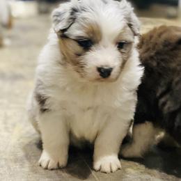 Aussiedoodle and Australian Shepherd Puppies from SS Australian Shepherds