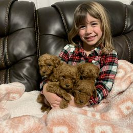 Aussiedoodle, Miniature Australian Shepherd, and Poodle Puppies from Sandy Creek Kennels