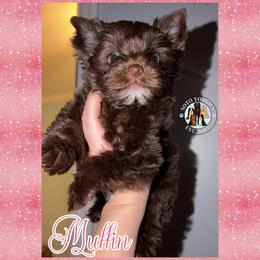 Muffin - Liver female Yorkshire Terrier puppy in London, Kentucky from Soto Yorkies
