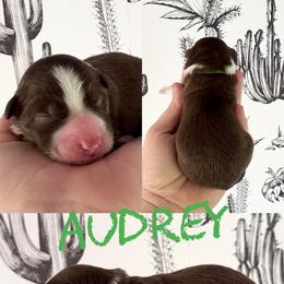 Audrey - Red female Border Collie puppy in Sanger, California from Flying M Cactus Ranch Buddies