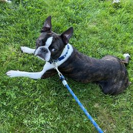 Bruno - Boston Terrier