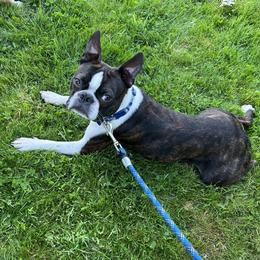 Bruno - Boston Terrier