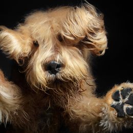 Otterhounds from Con Cara Kennels