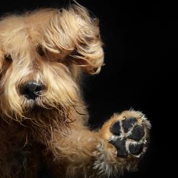 Otterhounds from Con Cara Kennels
