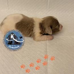 Han Solo - Piebald male Dachshund puppy in Clearlake Oaks, California from K’s Homestead